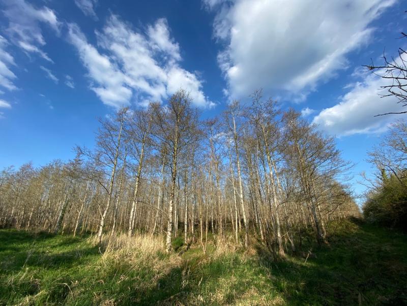 REVEALED: Large-scale forest restoration begins at Tipperary forest to combat Ash dieback 