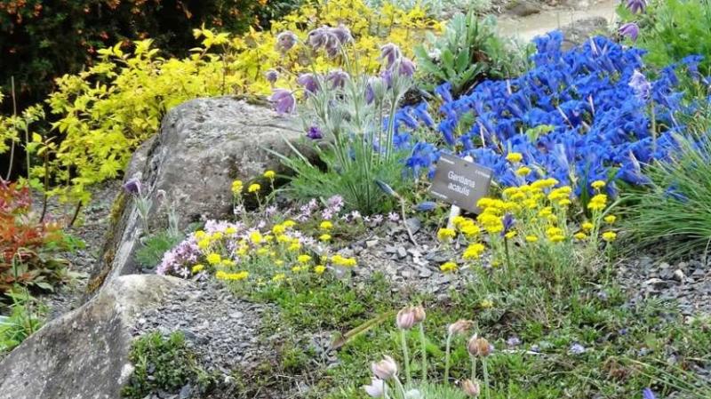 Expert advice on everything from alpines to polytunnels at Swilly Gardening Club