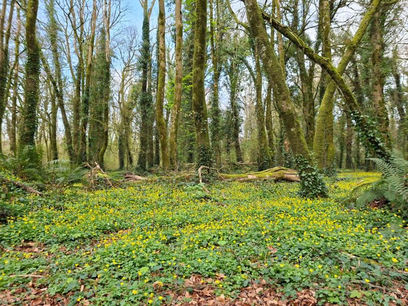 Join together for Parkinson's Ireland walk in this Tipperary town 