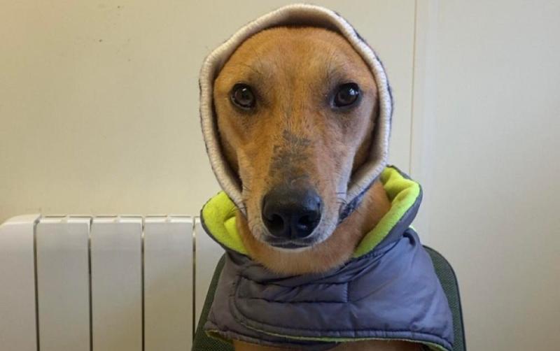 Carlow shelter plea as dog who 'never gets a home offer' there since Christmas