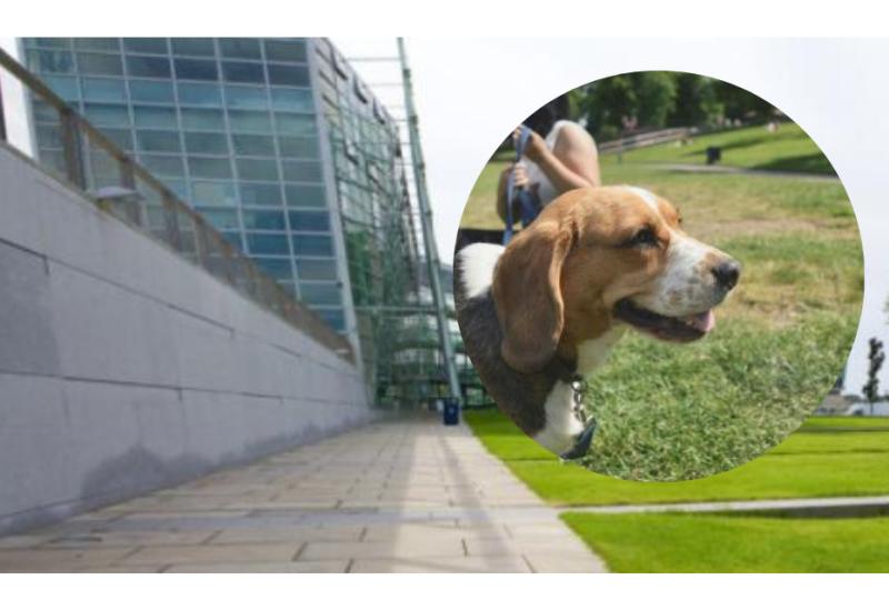 Kildare petition calls on County Council to provide a fenced off dog area in local park