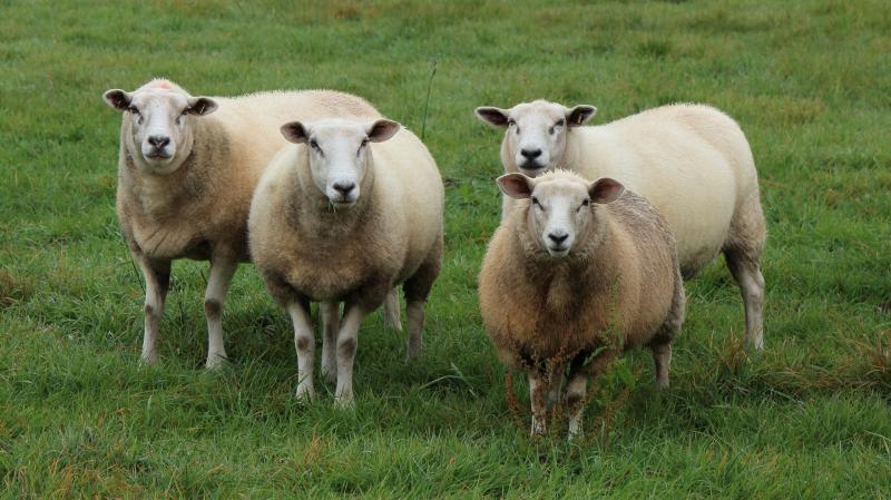 Retired Garda fined in Donegal court as 140 untagged sheep destroyed