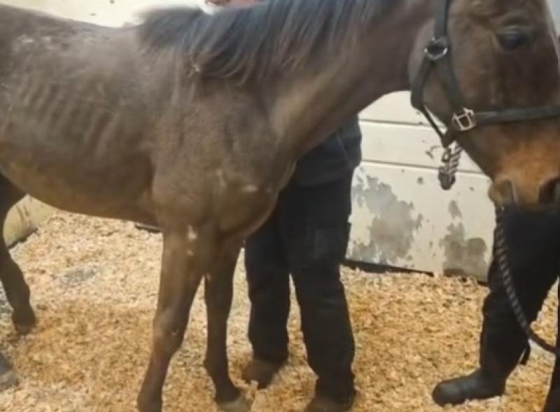​Garda&iacute; and charity intervene as horse with&nbsp;&lsquo;painful&rsquo;&nbsp;wounds&nbsp;rescued in Kilkenny