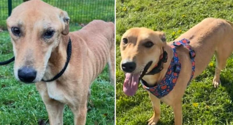 Dog who was a 'scrap of bones' makes remarkable recovery in Kilkenny