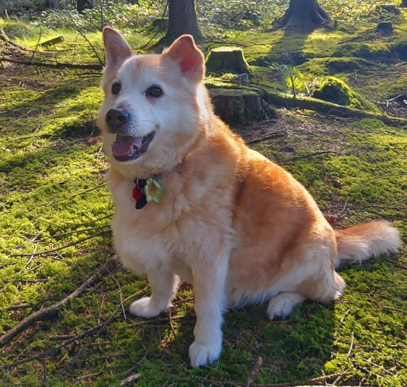 Have you seen Blondi? Dog missing in Kilkenny