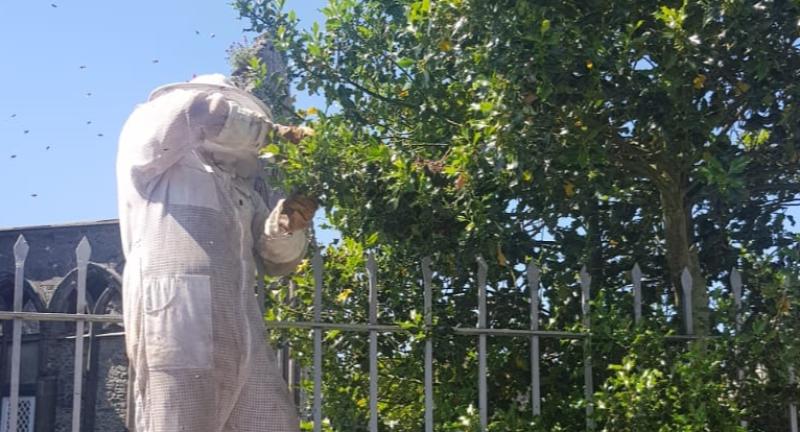 Some buzz as beehive removed in Kilkenny City