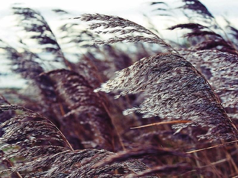 Louth Weather: Windy again with fresh to strong and gusty winds
