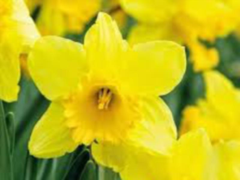 Volunteers needed for Daffodil Day in Naas
