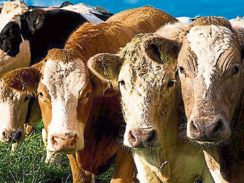 ICSA meets with ICBF on changes to beef breeding indexes
