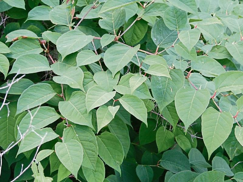Council working to eradicate ‘invasive species’ on public roads and lands across Waterford