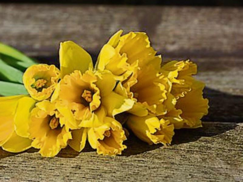 Successful Daffodil Day coffee morning raises €3,000