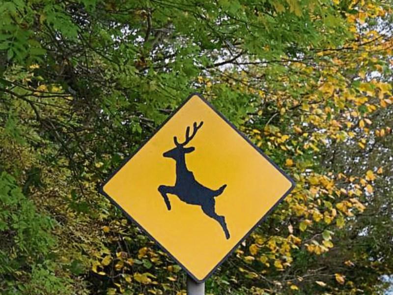 Warning about wild deer on busy Kildare road