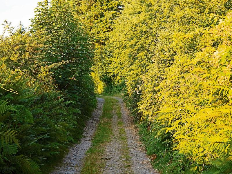 Si&ugrave;l Eile has organised a number of community walks at locations throughout Tipperary