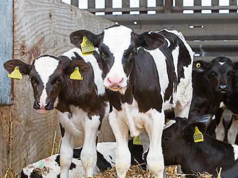 Kilkenny Kilkenny Kilkenny