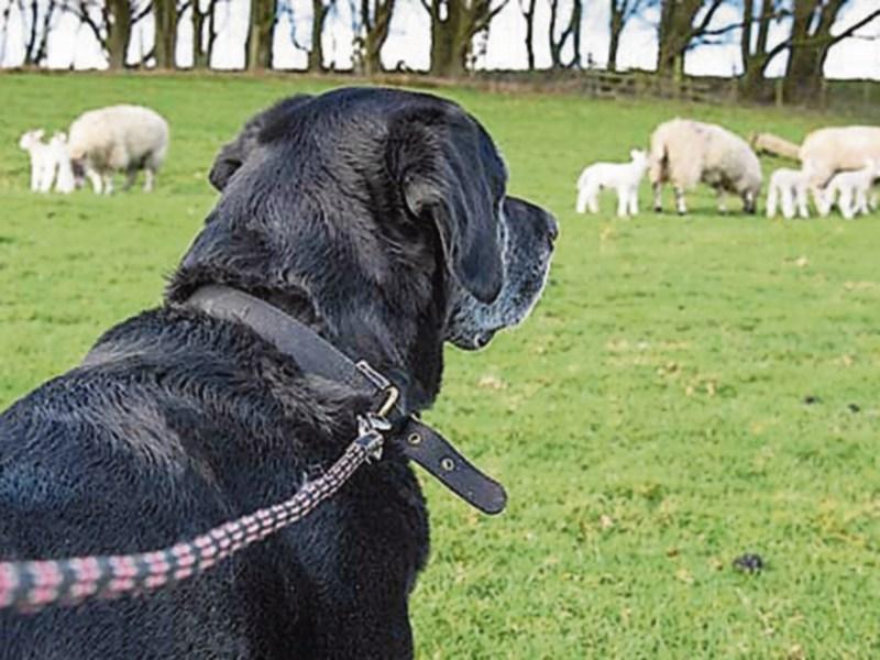 Four sheep killed in late night dog attack in Gortahork