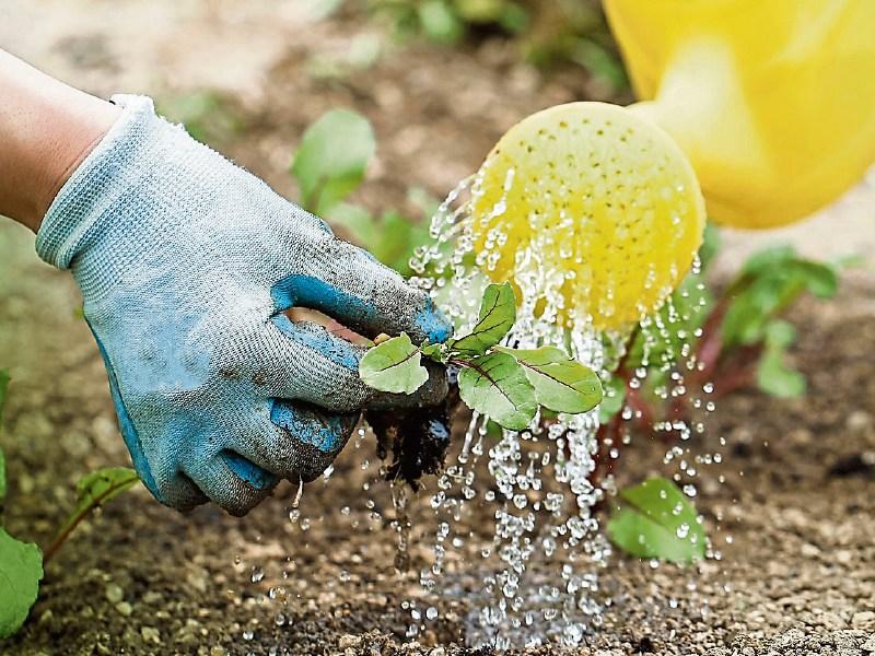 Water conservation order 'increasingly likely' as drought conditions remain