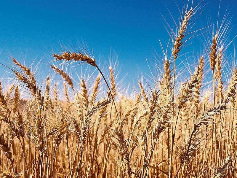 Food security committee to be set up to address grain and fertiliser shortages