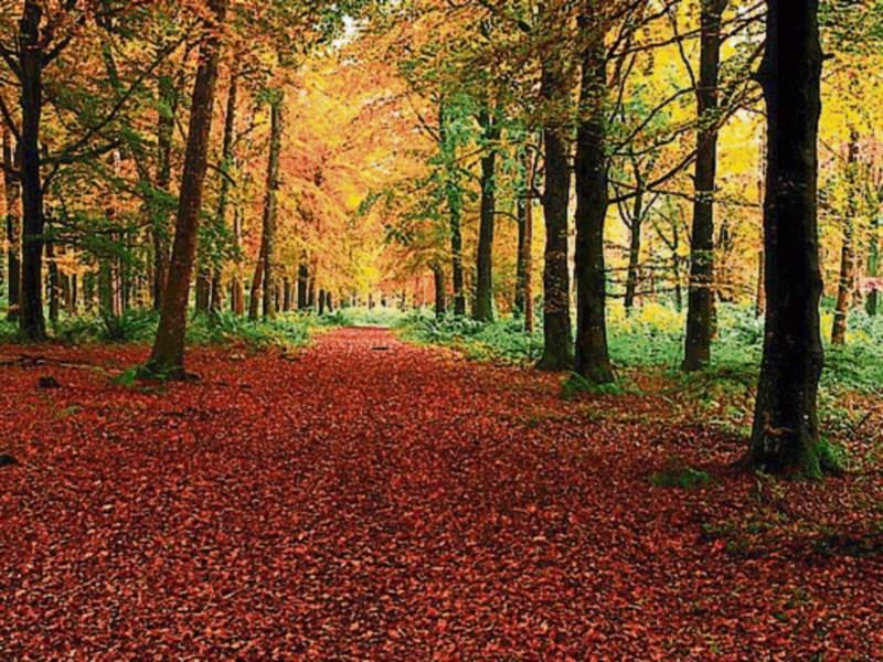 File photo: Donadea Forest Park