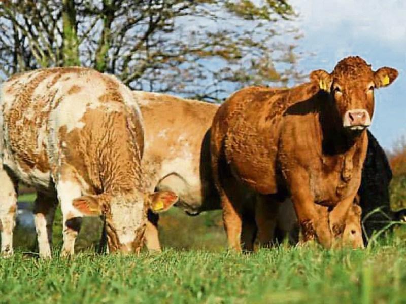 Offaly election hopeful lends support to beef farmers 