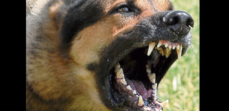 Nenagh garda&iacute; issue warning to dog owners following attacks on sheep and poultry