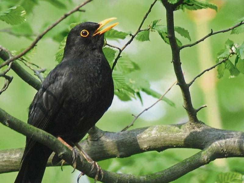 Louth can benefit from  €1.5 million Biodiversity Fund says Department 