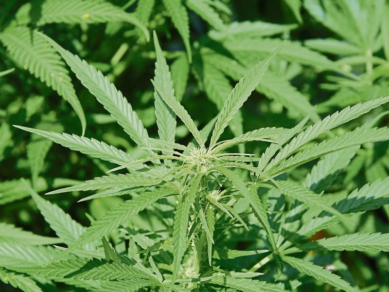 Cannabis 