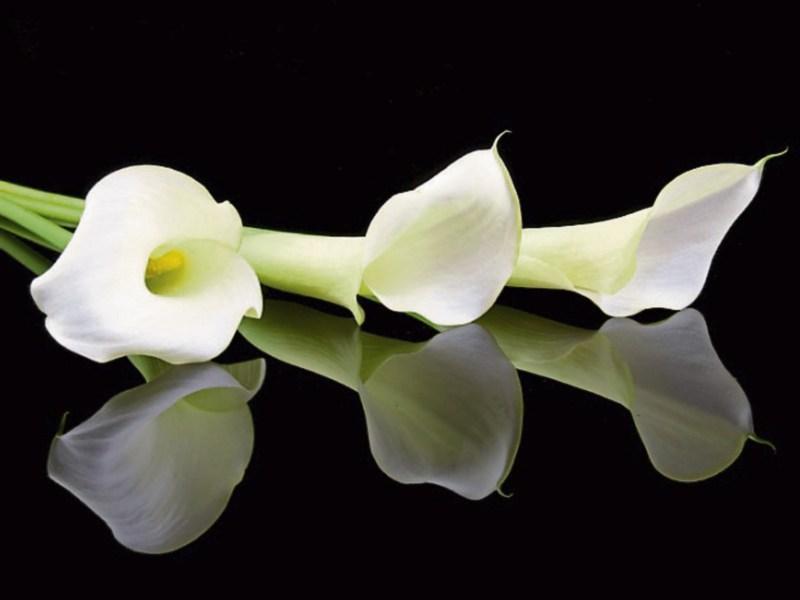 Deaths in Dundalk - Wednesday 26 April 2023