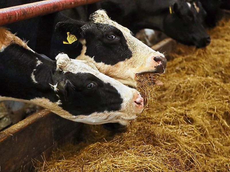 Longford farming: Farmers concerned about fodder shortages  as cattle returned to sheds