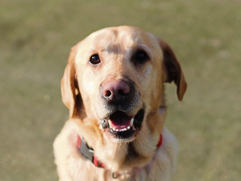 Kildare County Council unsure of who should take responsibility over dog litter box