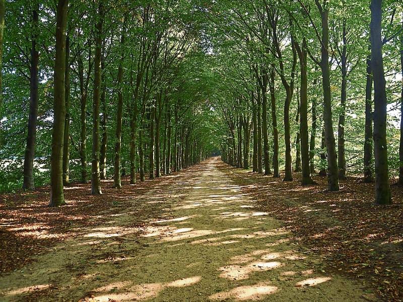 New Forestry Programme a lost opportunity says IFA