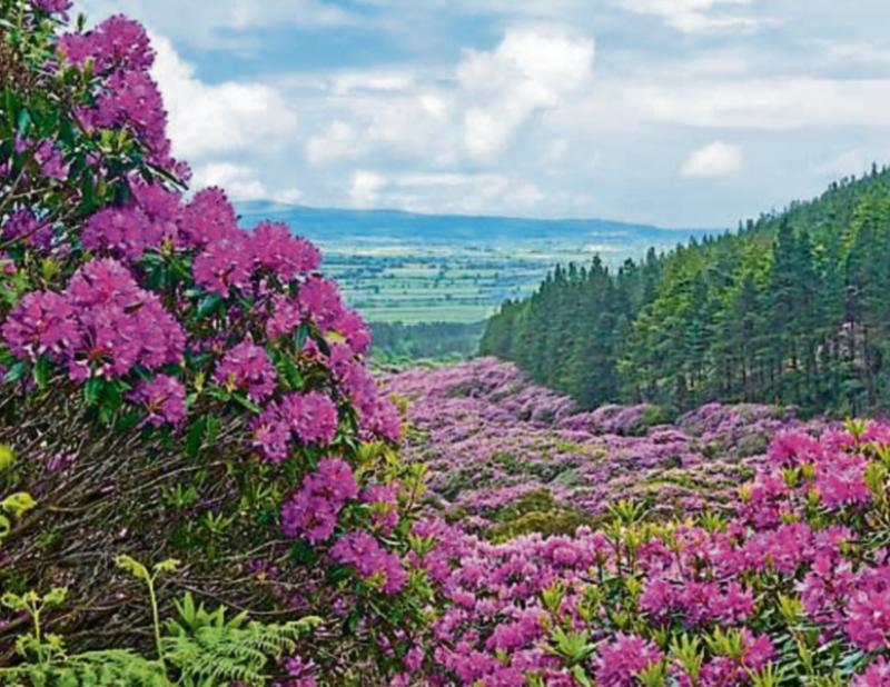 Tipperary's Rhododendron Walking Festival is back!!!