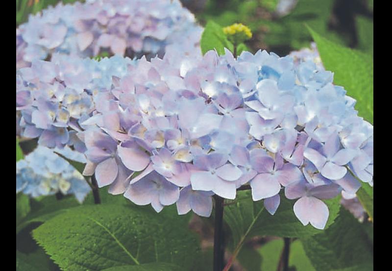 Gravel Garden Heaven the topic of discussion at Clonmel Garden Club