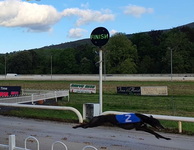 Hot weather forces the cancellation of greyhound racing in Tipperary and around the country