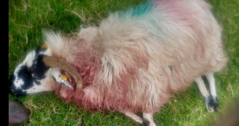 Calls made for robust legislation  following dog attacks in Tipperary