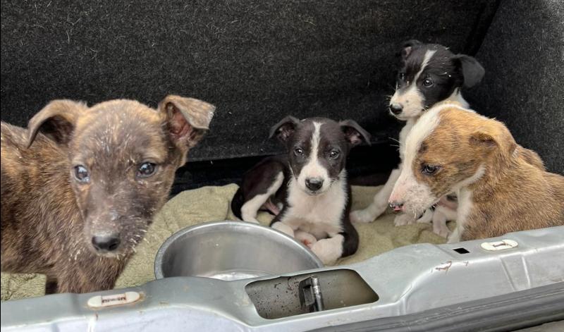 Tipperary-based animal rescue concerned as more people are giving up pets