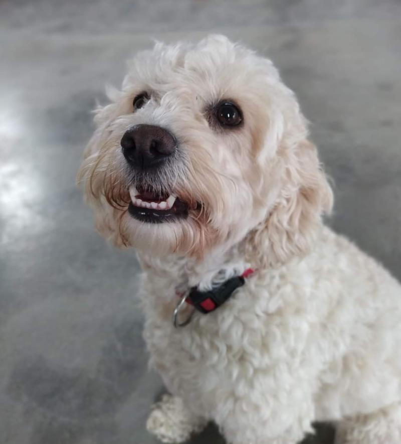 ‘Four or five rescues in the last two weeks have closed their doors,’ -The Haven Rescue
