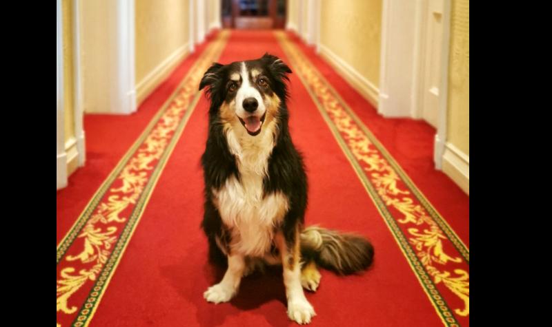 Returning home to the vets, walks and the call of Muckish  