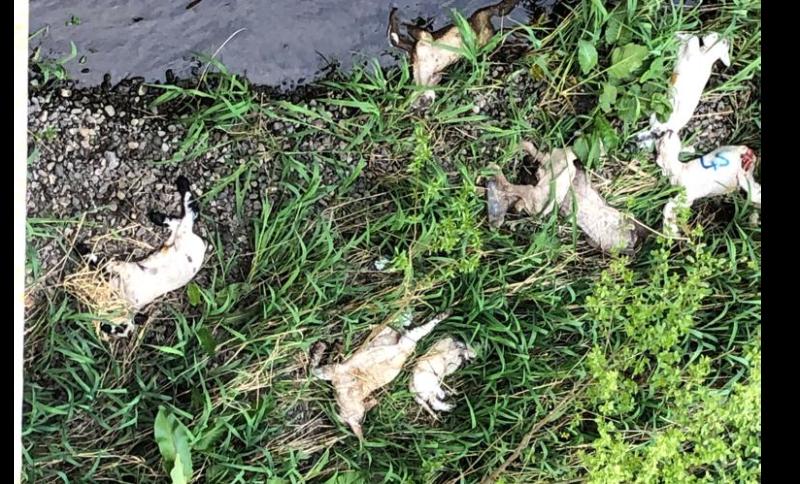 Dead lambs dumped over bridge in Louth