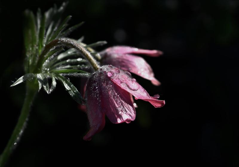 Sad passing of well-known and well-liked lady with strong Tipperary and Kilkenny connections