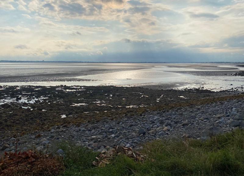 Cause established for bad smell from shore in north Louth 
