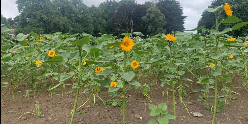 Louth authority plant sunflowers to make Ukrainians feel welcome in the county