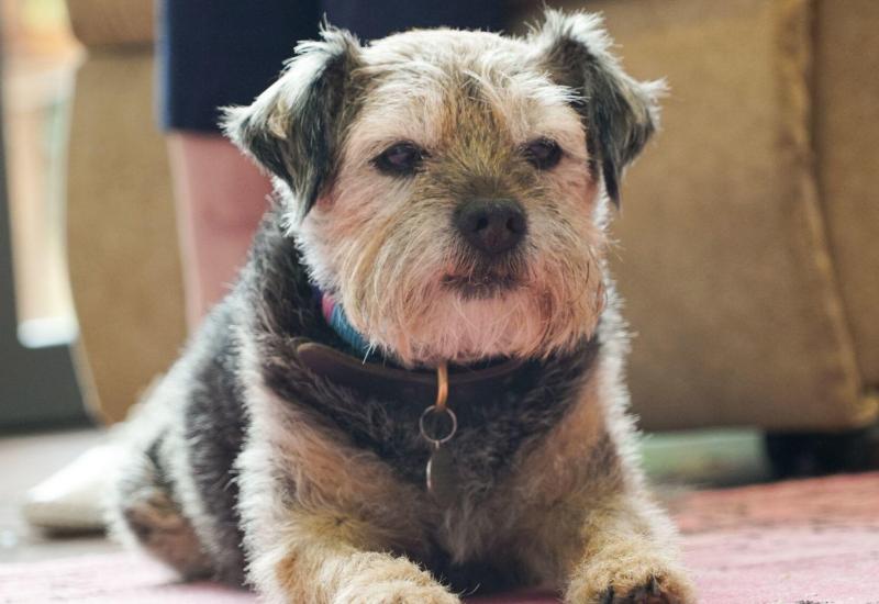 Pet friendly businesses