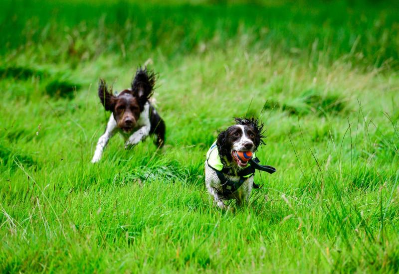 Irish Kennel Club Canine Good Citizen test comes to Dundalk this weekend