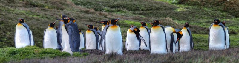 It will be like the Antarctic in one Tipperary village on Thursday night