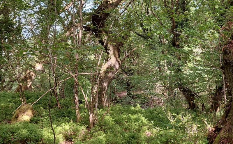 Native American forest keepers to visit ancient Clare oak woods