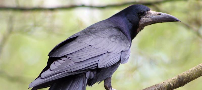 Noonan commends NPWS after two men receive criminal convictions for killing protected birds