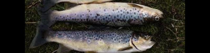 Ballina flooding leaves fish on lawns and buckled electric gates in lakeside town