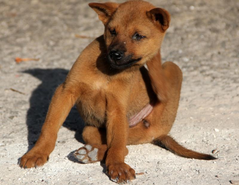 County Kildare accounted for fifth highest level of flea callouts in 2021