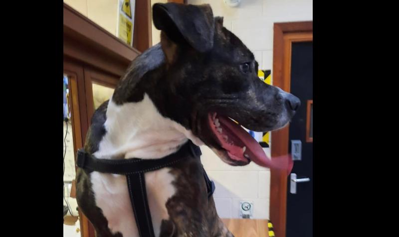 Louth County Council leading the way in dog control