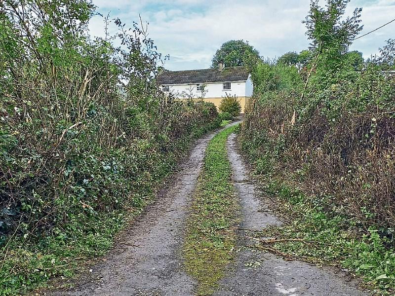 Hedge at centre of dispute is cut in mysterious circumstances